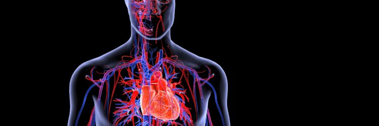 Herz-Kreislauf-Gesundheit durch einfache Gewohnheiten stärken